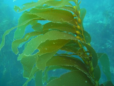 kelp.JPG