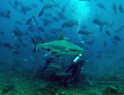 shark feeding.jpg