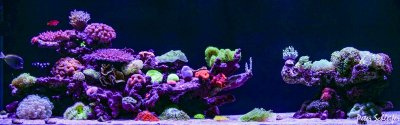 Checklist: Before You Start Your First Saltwater Aquarium