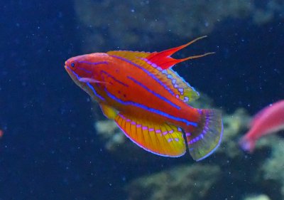 What's Wrong With My Wrasse?