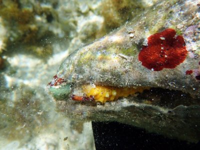 Yellow sea cucumber in a dead conch shell P6200134.jpg