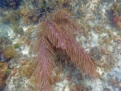 Branching Gorgonian P6210136.jpg