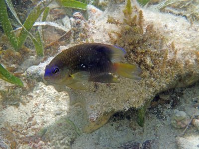 Brown Damselfish P6210277.jpg