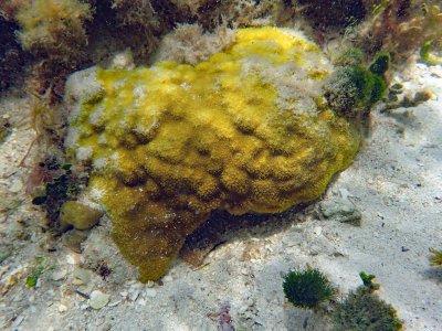 Yellow stony coral P6210194.jpg