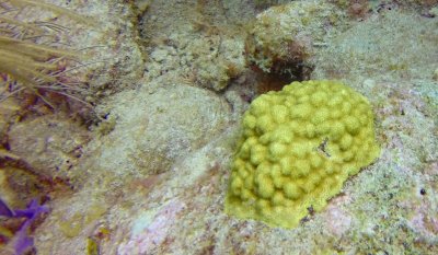 Yellow encrusting SPS (1 of 1).jpg