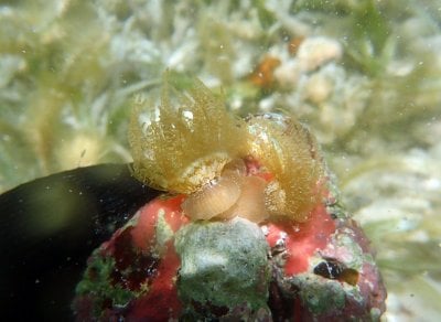 2 curly-Q anemones P6220379.jpg