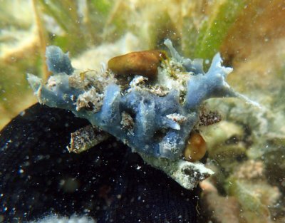 Blue spongeP6210231.jpg