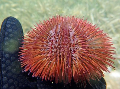 Red Urchin close up P6210311.jpg