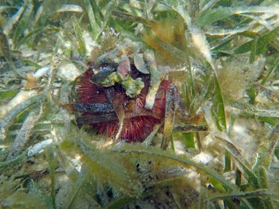 Red Urchin hiding P6210301.jpg