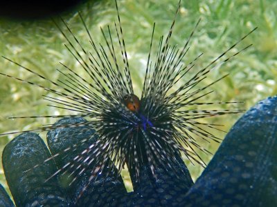 Small long spine urchin in hand P6220352 R2.jpg