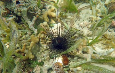 Small long spine urchin P6220348.jpg