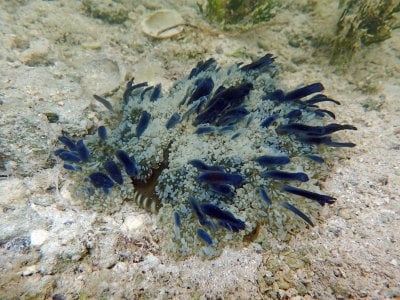 blue upside down jelly.jpg