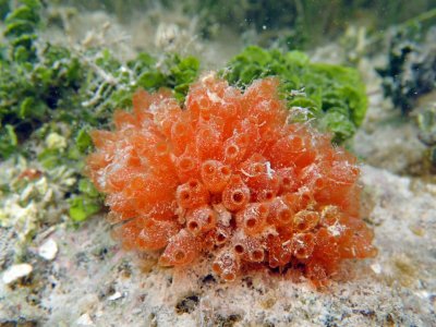 mangrove tunicate.jpg