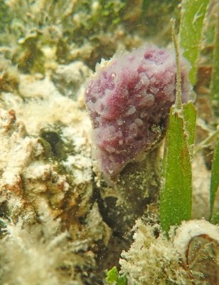 Purple sponge.jpg