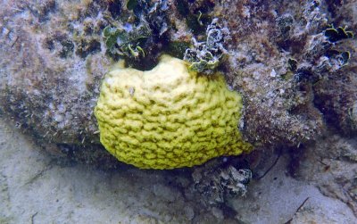 yellow sps.jpg