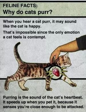 cat purr.jpeg