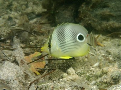 Butterfly fish.jpg