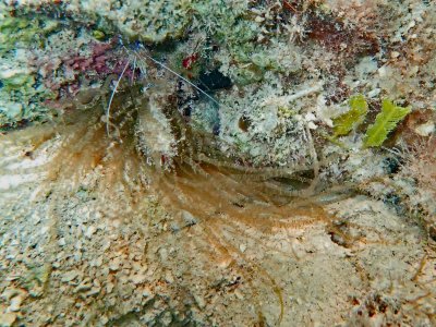 curleque anemone with anemone shrimp.jpg