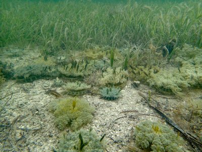 upside down jelly field on bottom.jpg