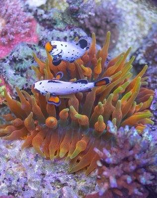 Terrific Tentacles: A Beginner's Look at Anemones for the Reef Aquarium