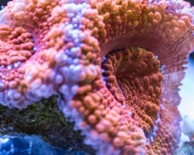 orange acan resized day lights.jpg