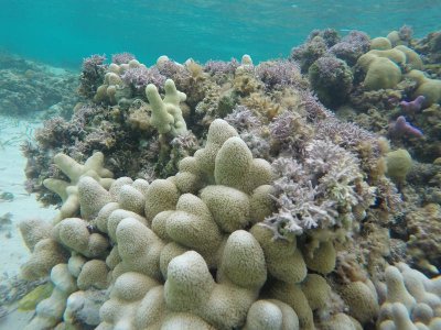 Coral with branching coraline alge.jpg