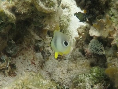 Butterfly & lettus sea slug.jpg