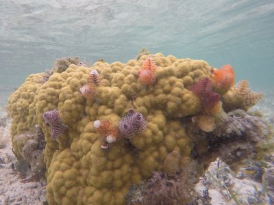 Lots of X-Mas tree worms.jpg