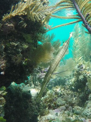 Pipe fish.jpg