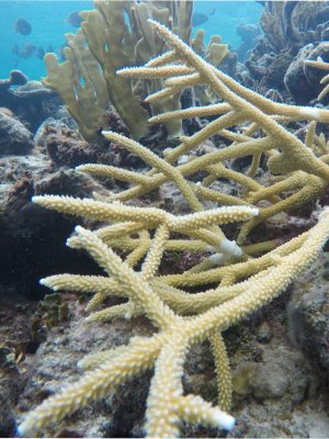 Stag horn coral.jpg