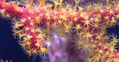 Gorgonian-Care-Blane-Peruns-TheSea-390x205.jpg