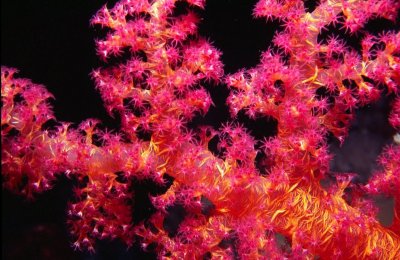 SoftCoral_13_11b.jpg