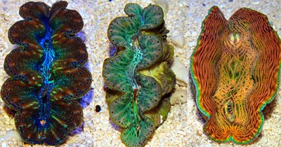 Giant Clams for Beginners: Beautiful, Hardy & Beneficial