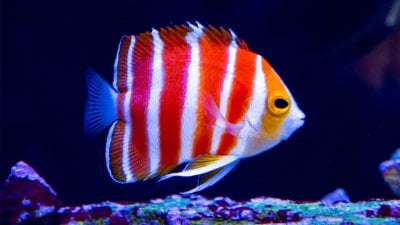 Peppermint Angelfish The Holy Grail of Marine Angelfish