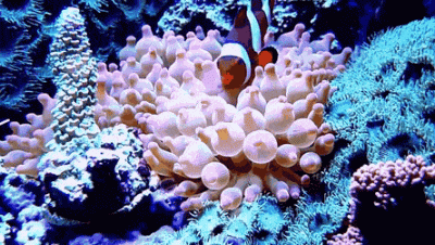 clown anemone.gif