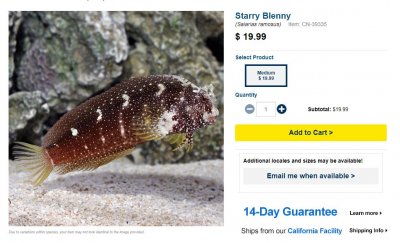 starry blenny.JPG