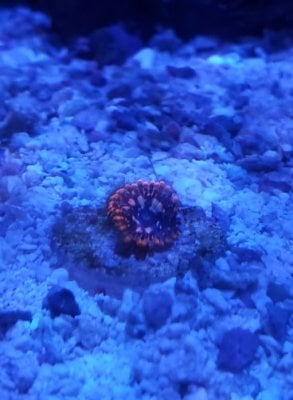 zoa.jpg