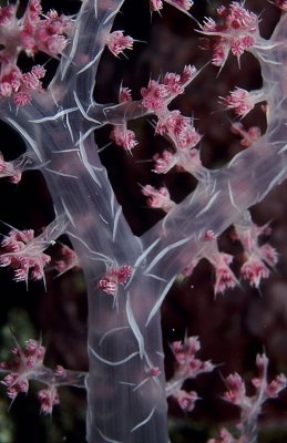 Dendronephthya076-09(c)BNSullivan.jpg