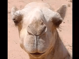 camel.gif