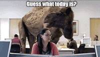 Hump Day.gif