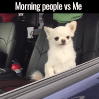 dogs good morning.gif