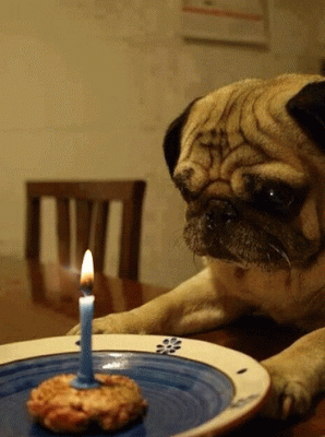 Birthday dog.gif