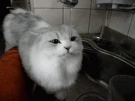 CatDrip.gif