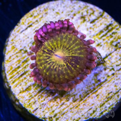 WWC_Pandoras_Zoanthids_1800x1800.jpg