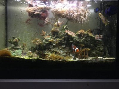 IMG_2853 - Fluval 5 Evo 9-8-19.JPG