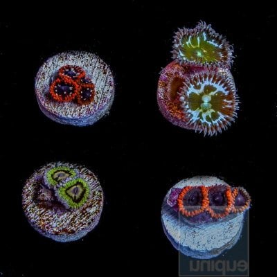 zoa-pack.jpg