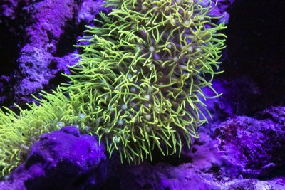 Green Star Polyp GSP 2.jpg