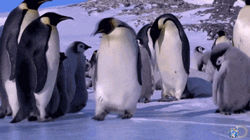 PenguinFall.gif