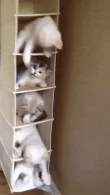 CatCubicles.gif