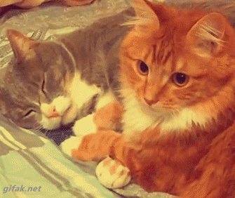 SaturdayCaturday.gif